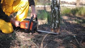 Best Hazardous Tree Removal  in Rolling Hills Estates, CA